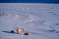 Polar bear (Ursus maritimus) mother and cubs on the shore of Hudson Bay. Cape Churchill, Canada.