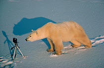 Young Polar bear (Ursus maritimus) investigating tripod. Cape Churchill, Canada.