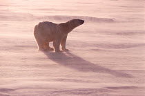 Polar bear (Ursus maritimus) on sea ice in wind. Churchill, Manitoba, Canada.