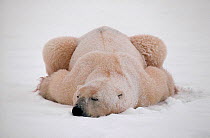 Polar bear (Ursus maritimus) getting covered in snow as he sleeps. Cape Churchill, Canada.