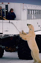 Male Polar bear (Ursus maritimus) standing to see tourists on Tundra Buggy. Churchill, Manitoba, Canada, 1988.