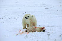 Polar bear (Ursus maritimus) mother standing over her mauled cub after it was attacked by large male. Cape Churchill, Manitoba, Canada.
