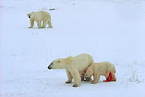Polar bear (Ursus maritimus) mother protecting her already mauled cub from the large male that attacked it. Cape Churchill, Manitoba, Canada.