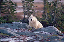 Polar bear (Ursus maritimus) with woodlands beyond. Cape Churchill, Canada.