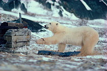 Polar bear (Ursus maritimus) caught in scientist's snare. Churchill, Canada, 1981.
