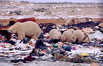 Polar bears (Ursus maritimus) marked with numbers scavenging on rubbish dump outside Churchill, Manitoba, Canada, 1981.