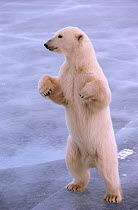 Polar bear (Ursus maritimus) standing on hind legs. Churchill, Manitoba, Canada.
