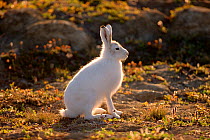 Arctic hare (Lepus arcticus), Ellesmere Island, Nunavut, Canada.