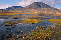 Cotton grass (Eriophorum sp) on the tundra near Lake Hazen. Ellesmere Island, Canada, 1994.