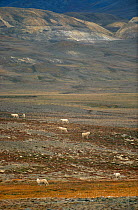Grey / Arctic wolves (Canis lupin) on autumn tundra. Ellesmere Island, Nunavut, Canada, 1994.
