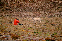 Grey / Arctic wolves (Canis lupin) approaching park guard. Ellesmere Island, Nunavut, Canada, 1994.