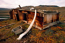 Whalebone on hut used by Admiral Peary at Fort Conger. Ellesmere Island, Nunavut, Canada, 1994.