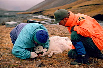 Biologist checking teeth of Arctic wolf (Canis lupus arctos). Ellesmere Island, Nunavut, Canada, 1994.