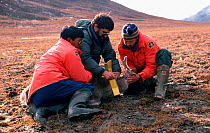 Caribou / Reindeer (Rangifer tarandus) being satellite tagged before release. Ellesmere Island, National Park Reserve, Nunavut, Canada, 1994.