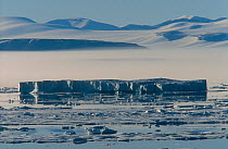 Melting ice floe floating in front of iceberg off the coast of Ellesmere Island, Nunavut, Canada.