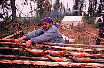 Cree woman preparing to smoke white fish on racks at camp. Quebec, Canada, 1988.