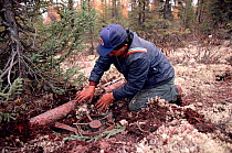Cree hunter setting leg hold trap to catch black bears. Northern Quebec, Canada, 1988.