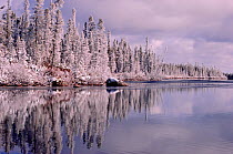 Snow covered Spruce trees (Picea) in winter at Lake Bourinot, Quebec, Canada, 1988.