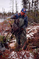 Cree trapper removing Beaver (Castor canadensis)from trap. Quebec, Canada, 1988.