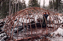 Cree hunter constructing framework of traditional winter tent. North Quebec, Canada, 1988.