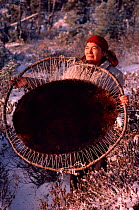 Cree woman with Beaver (Castor canadensis) skin stretched out to dry. North Quebec, Canada, 1988.