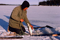Cree trapper checking net set under ice of frozen lake. Quebec, Canada, 1988.
