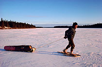Elderly Cree man in snowshoes hauling birchwood sled. Quebec, Canada, 1988.
