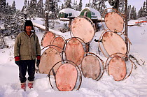 Cree hunter with beaver skins stretched onto frames to dry. Quebec, Canada, 1988.