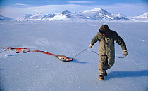 Inuit hunter dragging seal shot at breathing hole in the sea ice. Scoresbysund, East Greenland, 1974.
