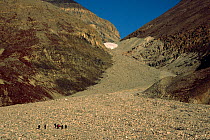 Tourists hiking to valley glacier at Eleonora Bay, famous for its 16km deep sedimentary layers. Kejser Franz Joseph Fiord, North-east Greenland National Park, Greenland, 2005.