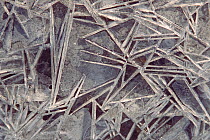 Needles of ice in frozen puddle. North-east Greenland National Park, Greenland, 2005.