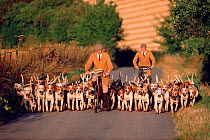 Kennel huntsmen exercising hounds in summer. Portman Hunt, Dorset, England, 1989.