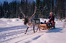Sleigh ride at Reindeer (Rangifer tarandus) ranch. Rovaniemi, Finland, 1996.