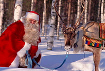 Santa Claus / Father Chrismas with Reindeer (Rangifer tarandus), Rovaniemi, Finland, 1996.