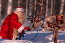 Santa Claus / Father Christmas feeding Reindeer (Rangifer tarandus), Rovaniemi, Finland, 1996.