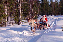 Santa Claus / Father Christmas on sleigh pulled by Reindeer (Rangifer tarandus), Rovaniemi, Finland, 1996.