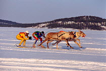Boys wearing lycra racing Reindeer (Rangifer tarandus) in Inari, Finland, 1996.