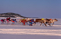 Boys wearing lycra racing Reindeer (Rangifer tarandus). Inari, Finland, 1996.