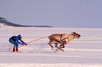 Reindeer (Rangifer tarandus) racing, Inari, North Finland, 1996.