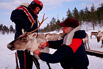 Scientist taking blood sample from Reindeer (Rangifer tarandus) at research station near Inari, North Finland, 1996.
