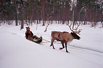 Lake Sami man travelling by 'Pulka,' traditional sled pulled by Reindeer (Rangifer tarandus). Inari, North Finland, 1996.