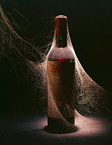 Bottle of wine with back lighting and cobwebs.