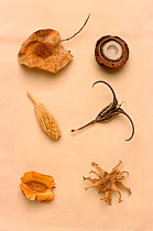 Seeds and pods of Makalani / Real fan palm (Hyphaene petersiana), Pedaliacae, Devil's claw (Harpagophytum procumbens), Bleedwood tree (Pterocarpus angolensis), Ammi visnaga (Apium genus), Combretum sp...