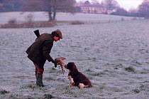 Man taking Pheasant (Phasianus colchicus) from Spaniel (Canis familiaris) on frosty morning. Hampshire, England, 1986.