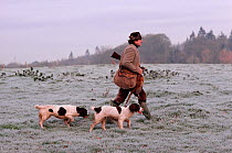 Pheasant (Phasianus colchicus) shooting with Spaniels (Canis familiaris) on frosty winter morning. Hampshire, England, 1986.