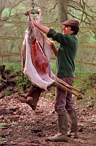 Man skinning Roe deer (Capreolus capreolus) buck he has shot for the freezer. Hampshire, England, 1986.