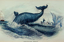 19th century print of breaching Greenland / Bowhead whale (Balaena mysticetus) being chased by whaling boat between icebergs.