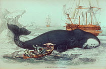 19th century print of breaching Greenland / Bowhead whale (Balaena mysticetus) being chased by whaling boat.