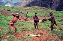 Yali men killing Pig (Sus scrofa domestica) with bow and arrow, before a feast in the Seng Valley. Irian Jaya, West Papua, Indonesia, 1993.