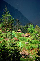 Yali village of Holuwon, in the Heluk Valley. Rainforests of Irian Jaya, West Papua, Indonesia, 1993.